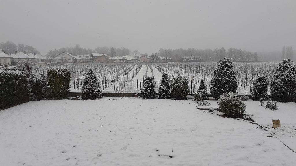 aux pieds des vignes v zimě
