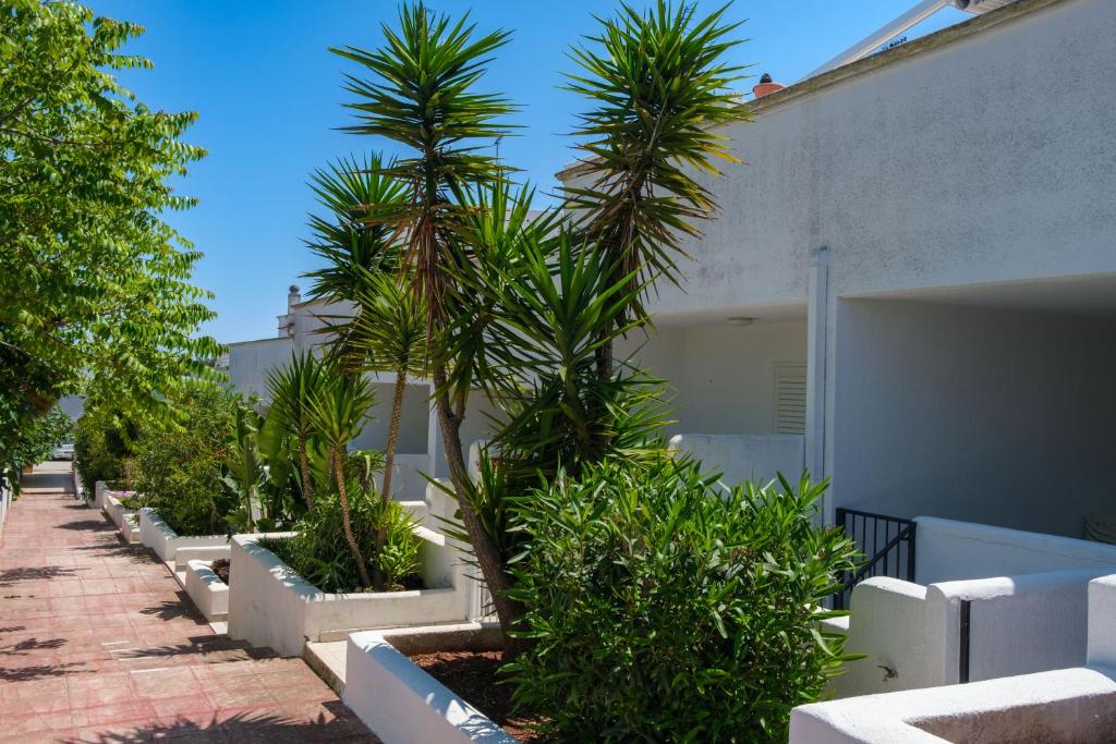 una fila di palme davanti a un edificio di Case bianche del Capitolo a Monopoli