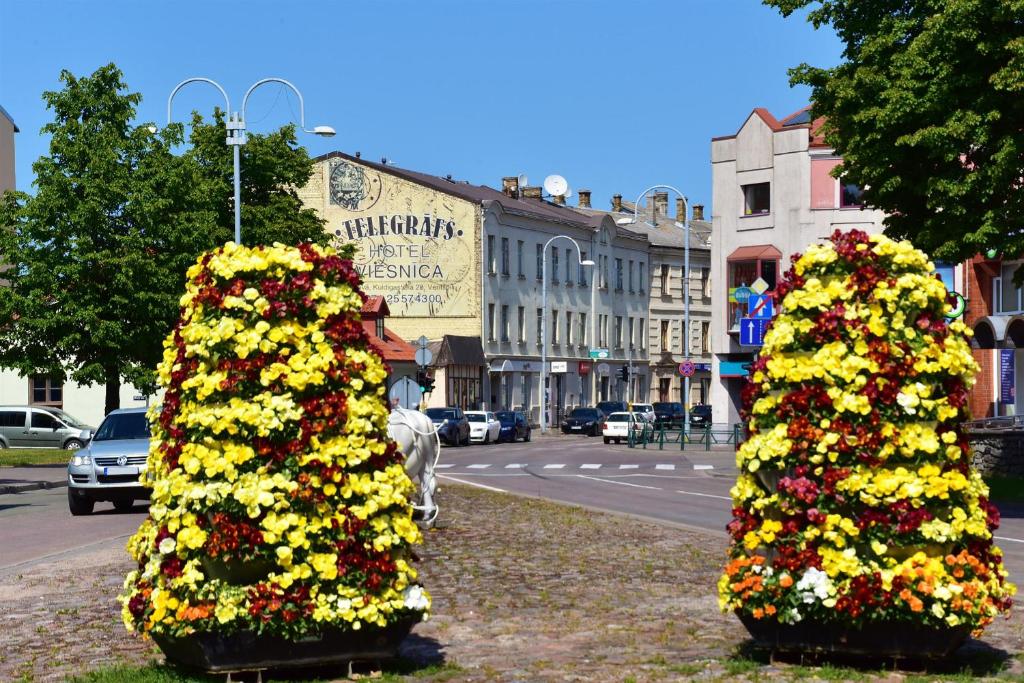 dois arbustos cheios de flores numa rua da cidade em Telegrafs em Ventspils