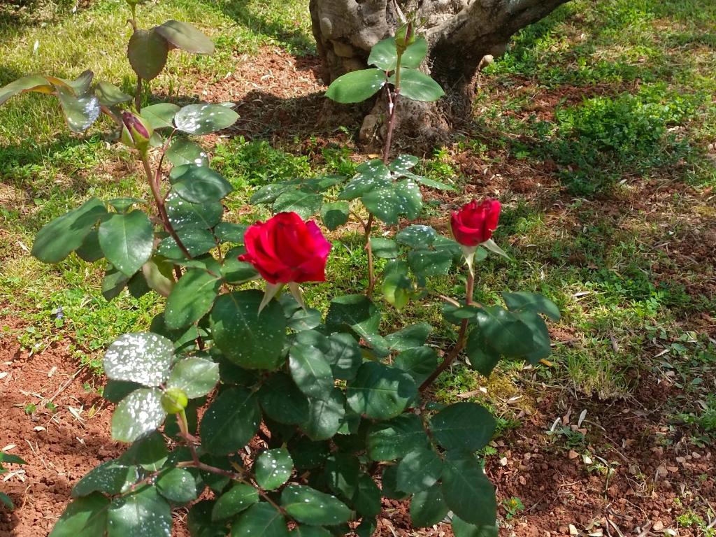 Zahrada ubytování Apartment AnaLaura