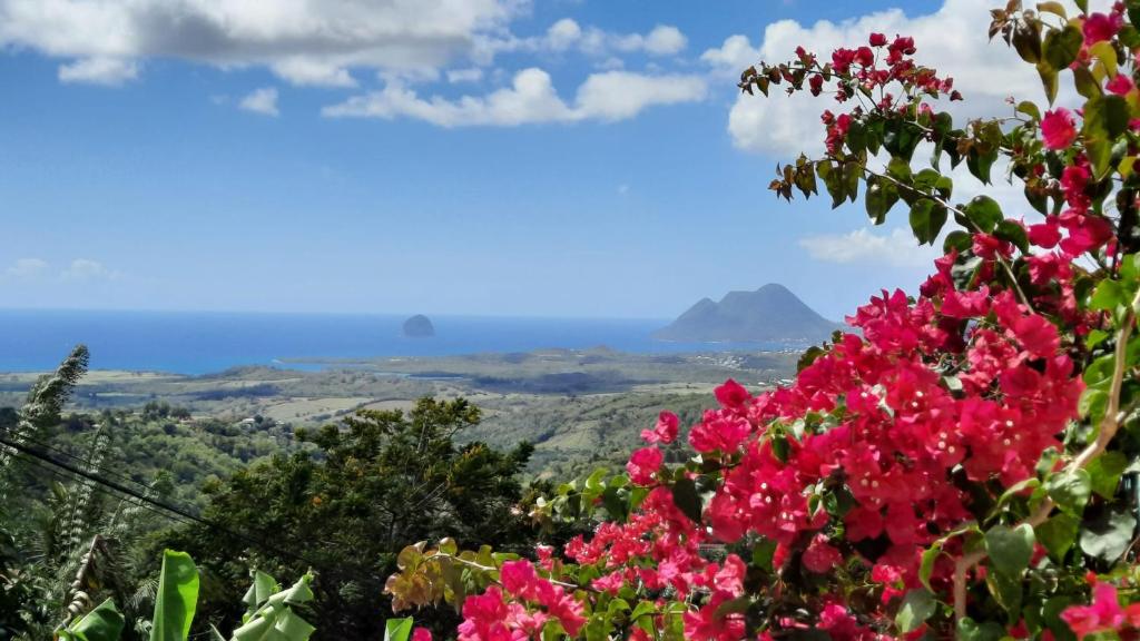 a bunch of pink flowers with mountains in the background at Abri Papaye in Rivière-Salée