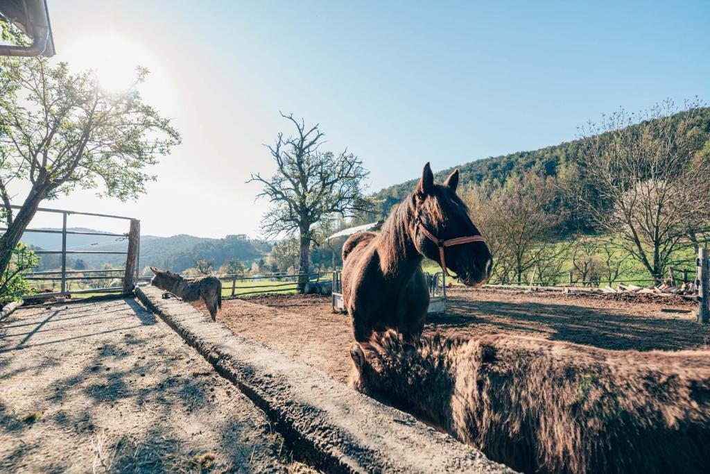 Zvieratá v apartmáne alebo blízkom okolí
