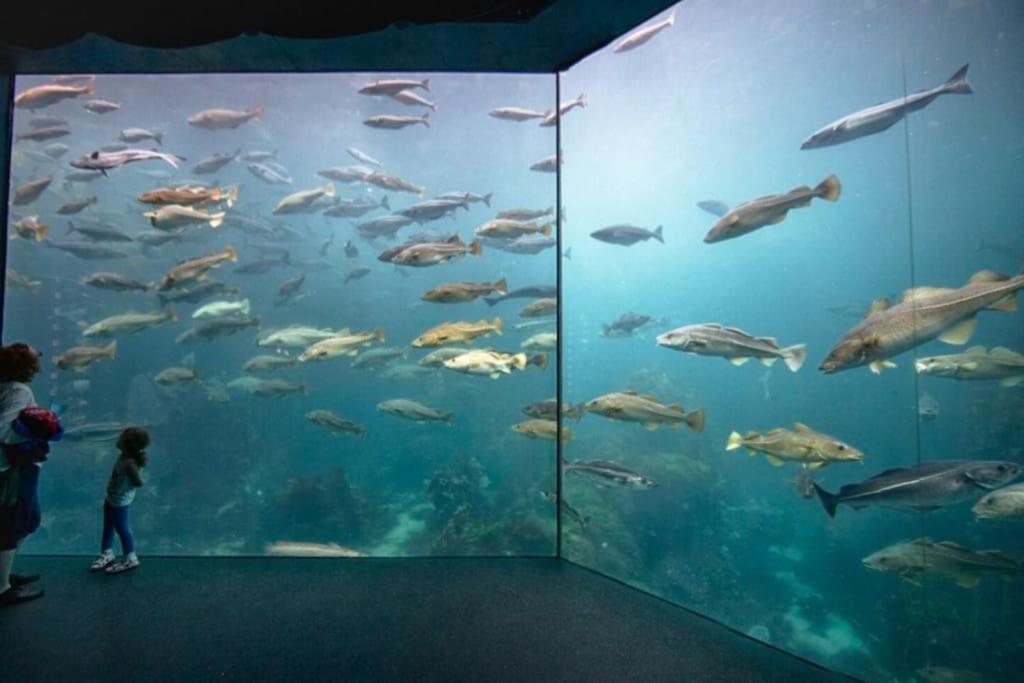 a child looking at a large aquarium with fish at Apartment near center / free P in Ålesund