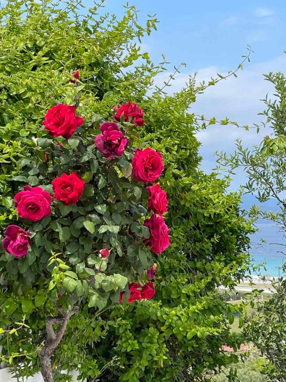a group of red roses in a bush at Seaview dreams in Ormos Panagias