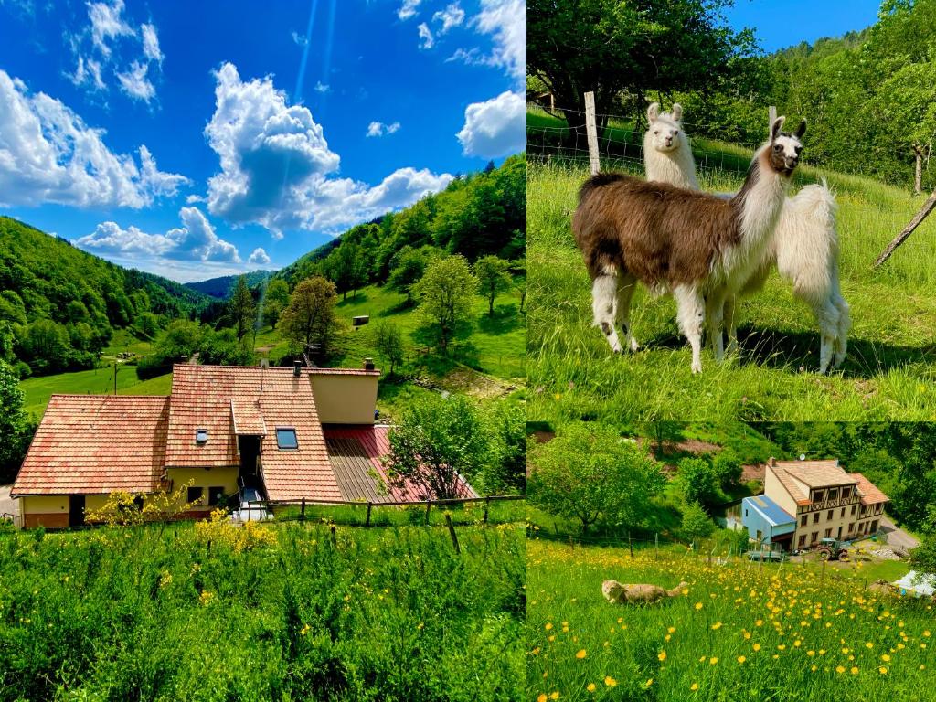 a collage of two pictures of a goat in a field at Gîte Saint Ludan in Rombach-le-Franc