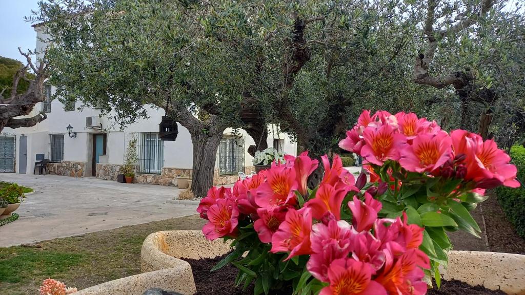A garden outside Apartments in Villa Isabel