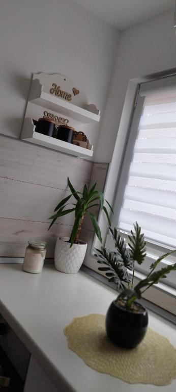 Fotografija v galeriji nastanitve Queen Apartmančić v mestu Zaječar