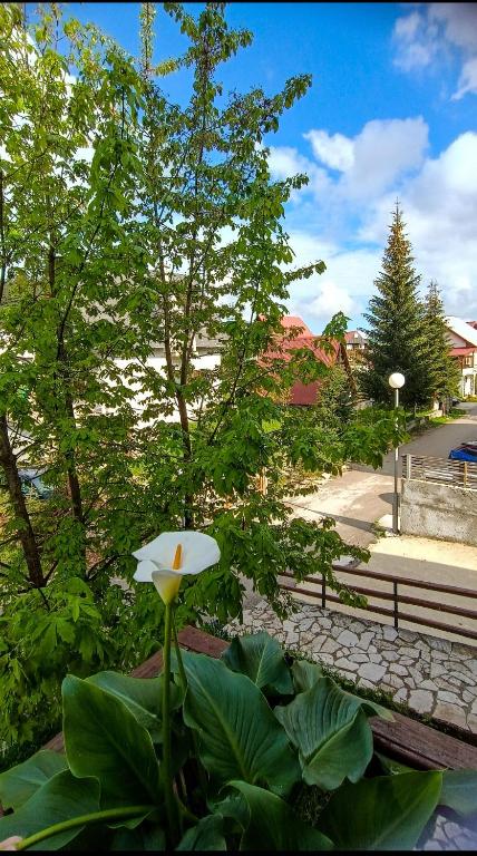 Zahrada ubytování Apartments Sipcic