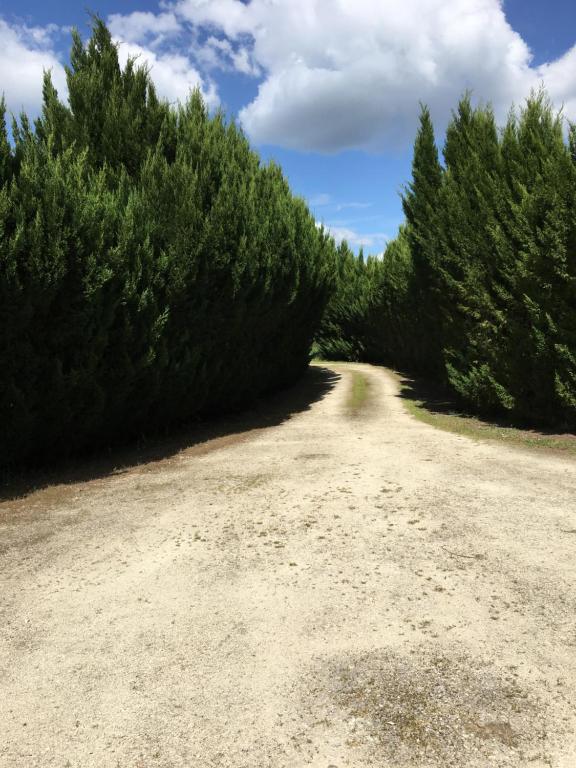 eine unbefestigte Straße mit Bäumen auf beiden Seiten in der Unterkunft Le Prieuré a Guilly Vatan 
