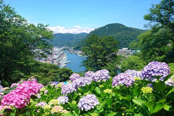 a bunch of flowers with a view of a river at 三丁庵ゲストハウス 紫陽花祭り会場まですぐ 観光地ペリーロードまですぐの最高なロケーション 下田を遊び尽くせるゲストハウス 無料駐車場もありますJapanese old style guest house that close to Perry road We have long stay plan in Harada