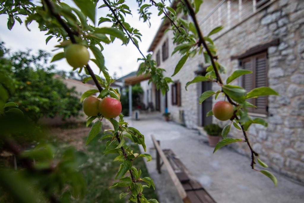 Vlikhón的住宿－cozy house，苹果树在建筑物前的枝条