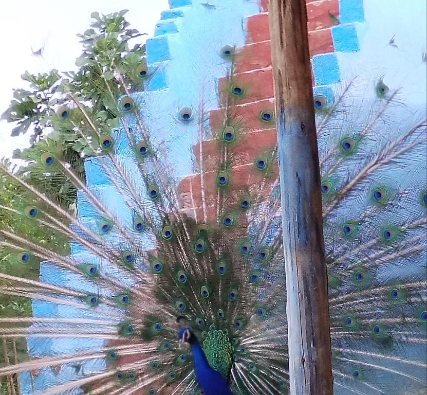 a peacock with its feathers open holding an umbrella at auberge yeswal aoulad yaakoube 
