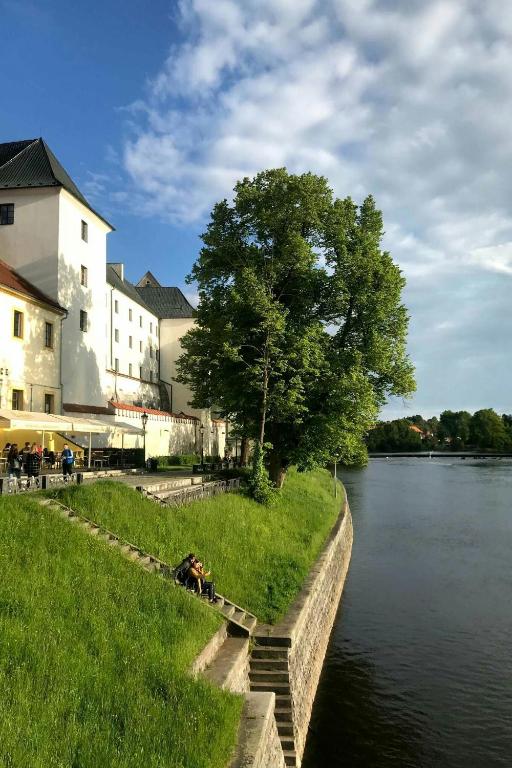 un cane steso sull'erba vicino a un fiume di Apartmán Zlatý kříž a Písek