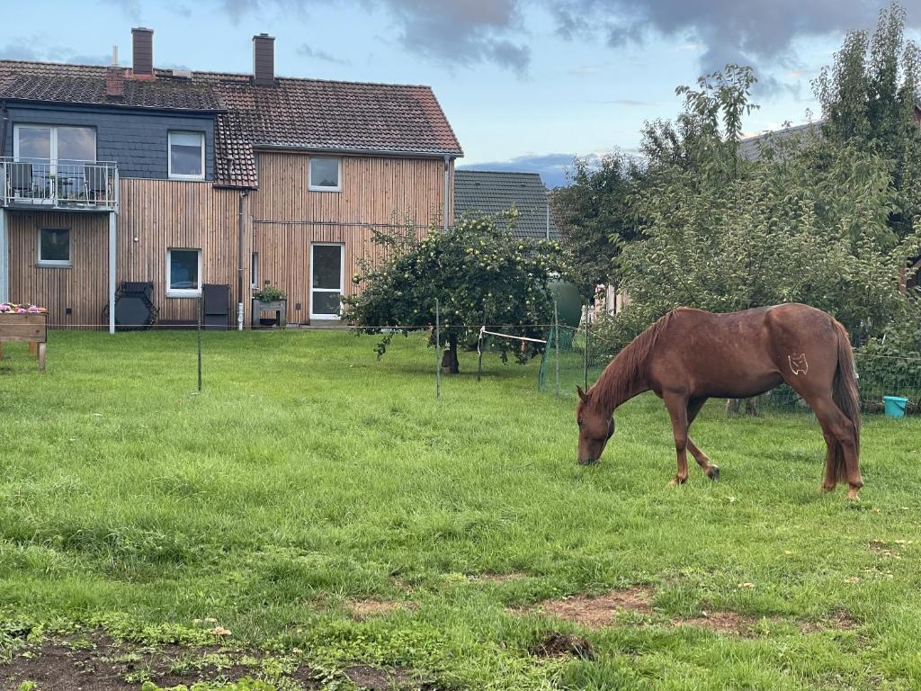 a horse grazing in the grass in front of a house at Urlaub auf dem Land in Triepkendorf