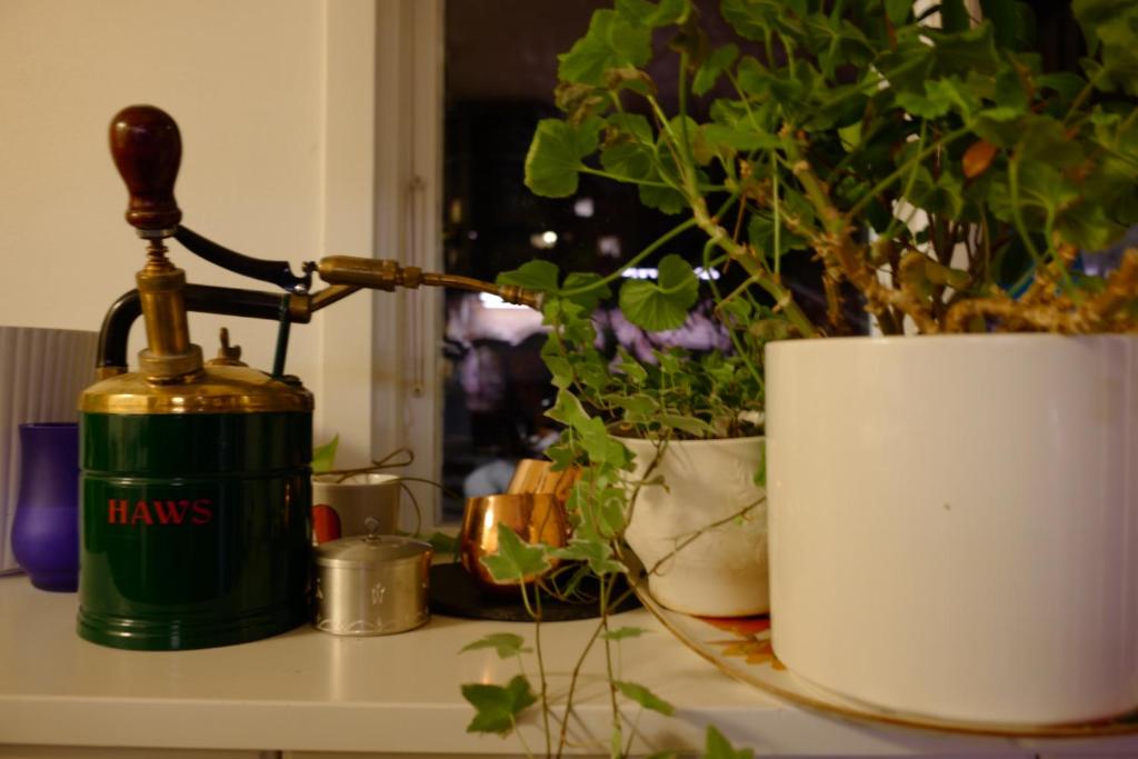 耶爾費拉的住宿－Bolinderbyn，盆栽植物旁边的桌子上放一瓶葡萄酒