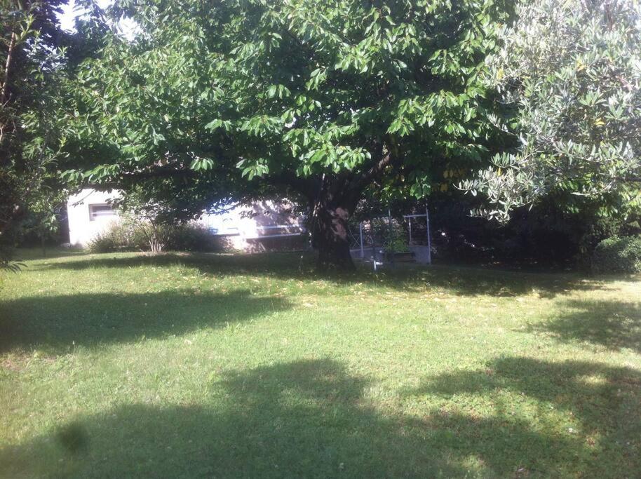 un árbol en medio de un patio con césped verde en Ardèche, studio indépendant dans jardin, en Chomérac