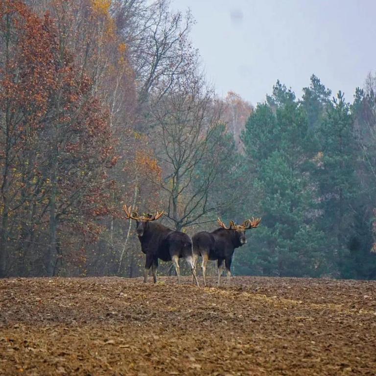 Zvířata v luxury tent nebo okolí