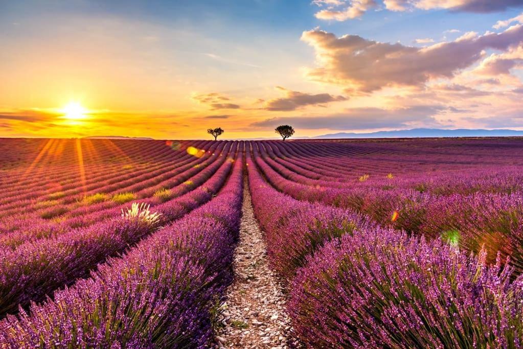 a field of lavender with the sunset in the background at Appartement avec terrasse in Saint-Martin-de-Brômes