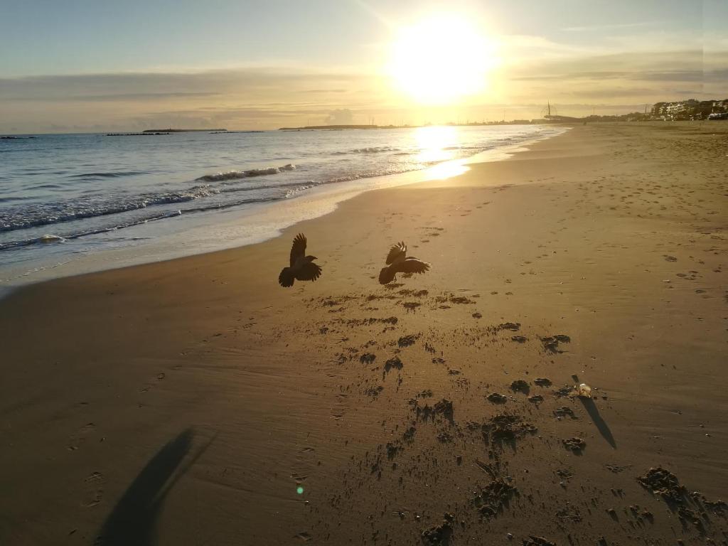 een vogel staat op een strand met de zonsondergang bij Nice days in Pescara