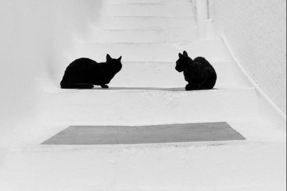 deux chats noirs assis sur les marches d'un immeuble dans l'établissement Hytra view house, à Cythère