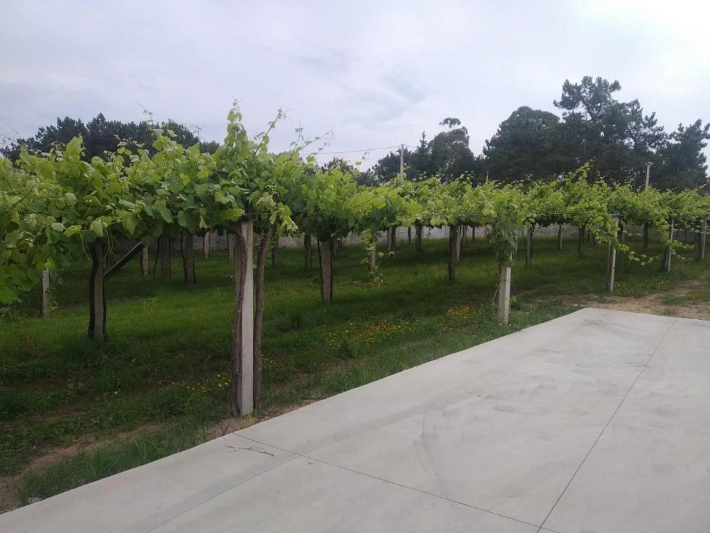Vonkajšia záhrada v ubytovaní Casita con encanto entre viñedos