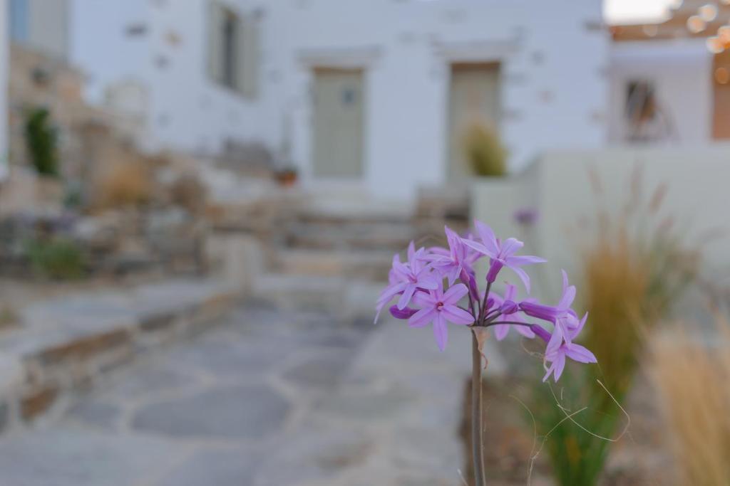Zahrada ubytování Aegean Breeze House