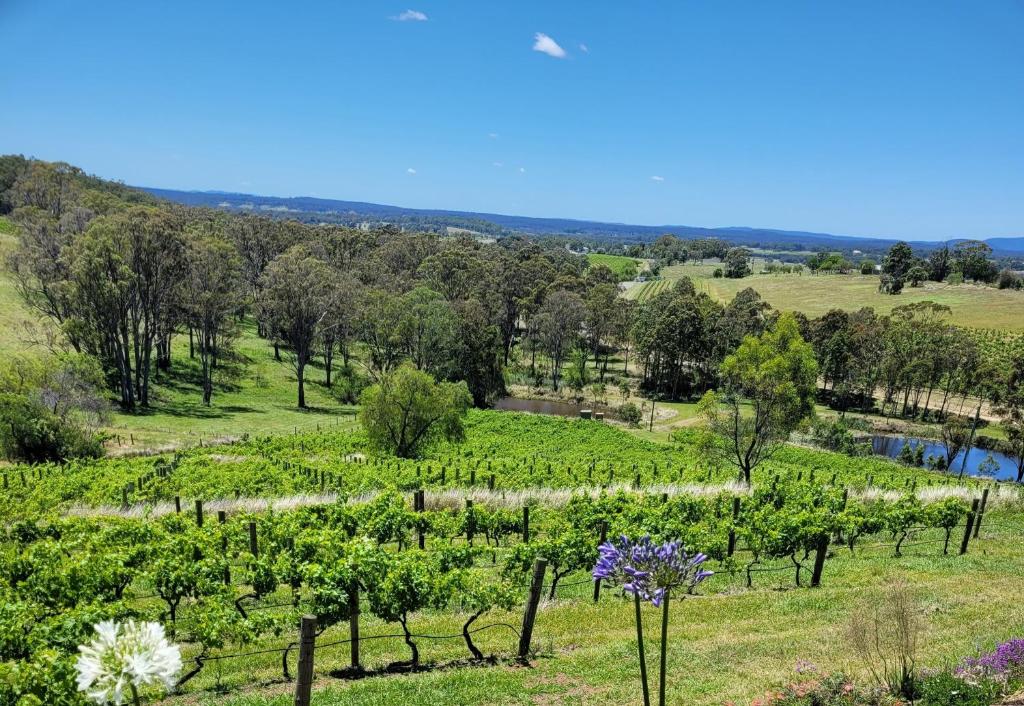 un campo de vides con flores y árboles en Mistress Block Vineyard en Pokolbin