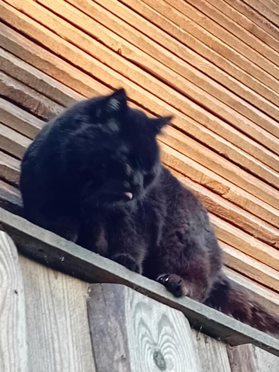 Domácí mazlíčci ubytovaní s hosty v ubytování OÜ Jöeääre majutus.