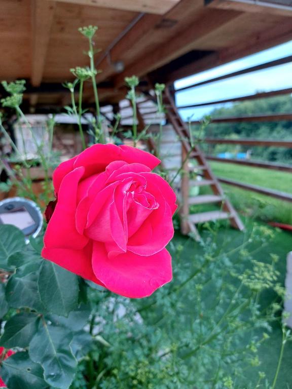 Zahrada ubytování Glamping - Hayrack Vesel