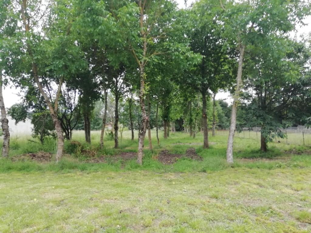 Ogród w obiekcie Casa a Trepa