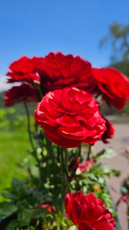 Ogród w obiekcie TERRAZZA sui MONTI