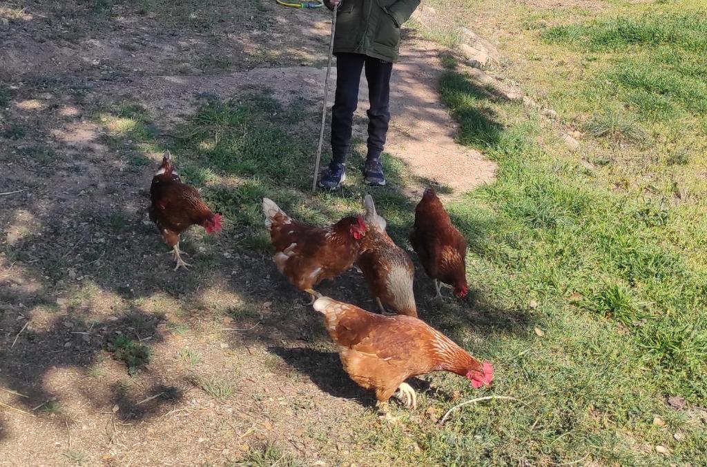 Zvieratá vo vidieckom dome alebo blízkom okolí