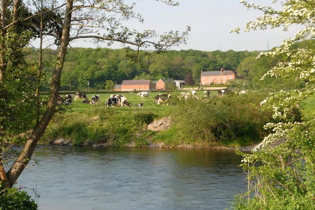 a herd of cows grazing in a field next to a river at Bach y Graig cottage in St Asaph