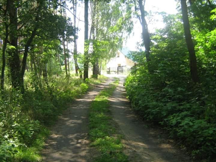 a dirt road in the middle of a forest at Agroturystyka in Kosarzyn