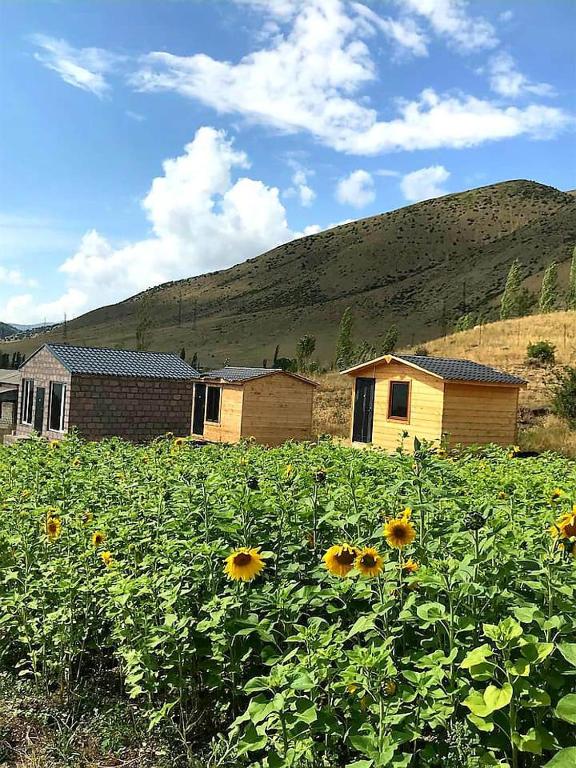 a field of sunflowers in front of a house at Eco Aura (RestZone) in Areguni