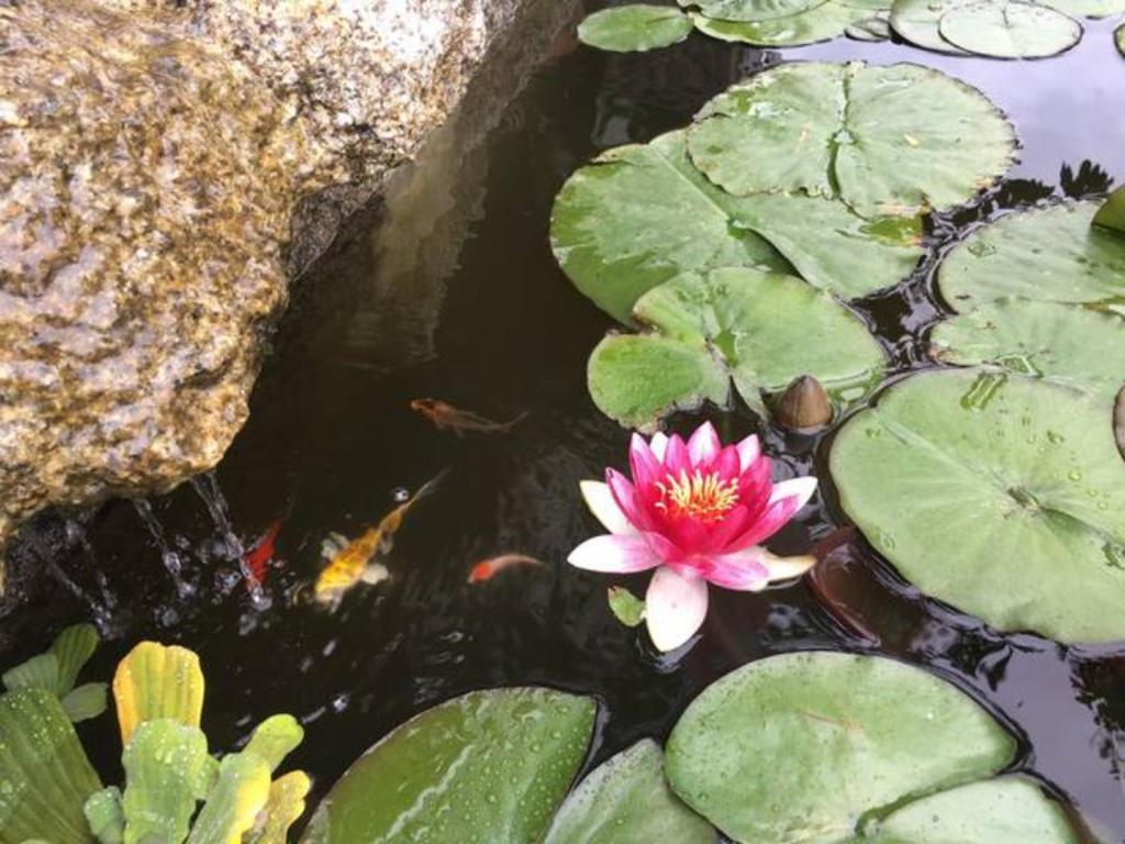 a pink water lily with fishes in a pond at Vintage House near São Pedro do Sul in Fataunços