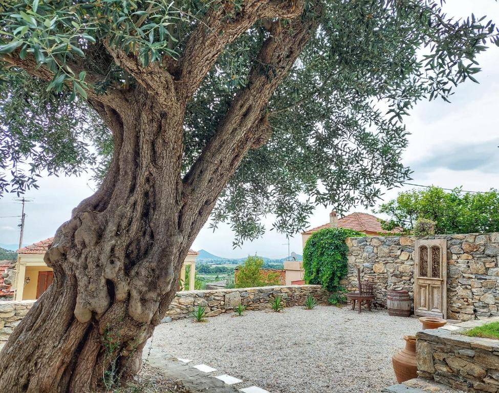 un grand arbre dans une cour avec un mur en pierre dans l'établissement Calma Estate, à Elevtheraí