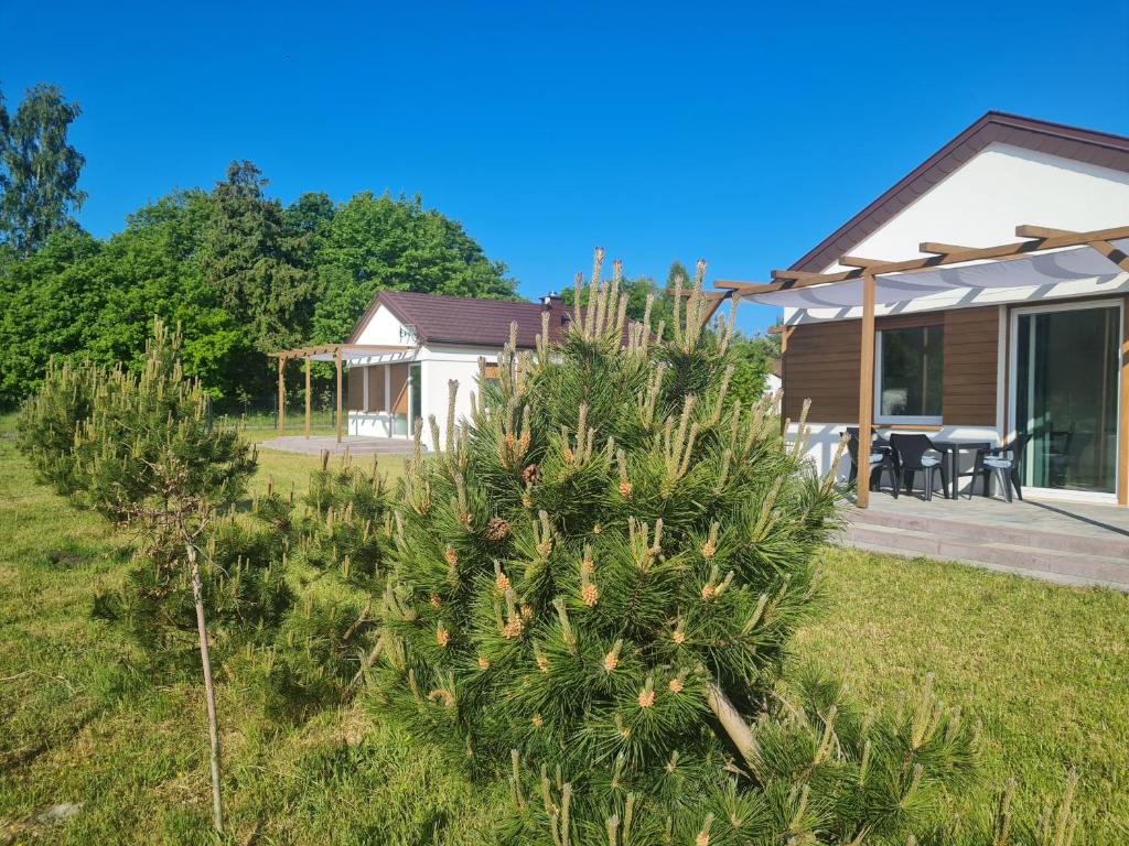 a christmas tree in the yard of a house at Słowiński Raj - Okno na naturę in Smołdziński Las