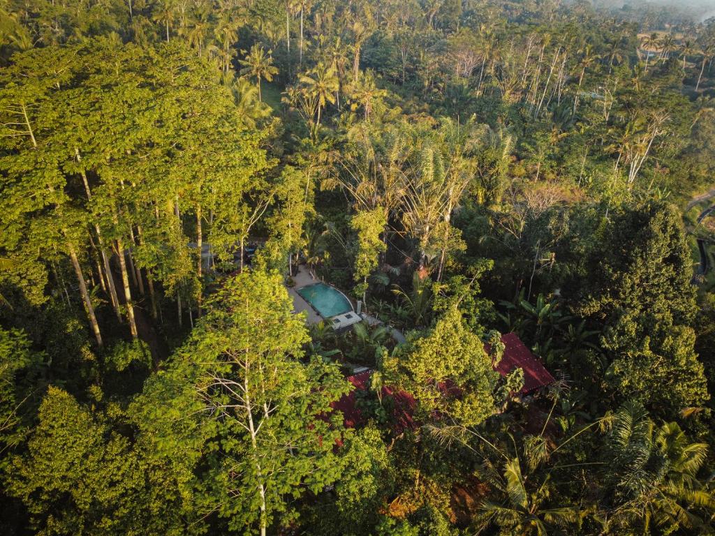an aerial view of a car parked in a forest at Daydream Lodge in Tampaksiring