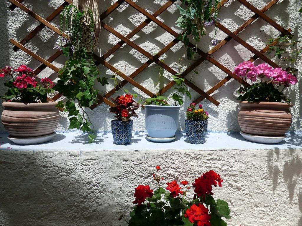 Zahrada ubytování Tasoula Guest House