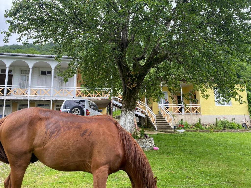 a horse grazing in the grass in front of a house at Guest House Balda in Martvili
