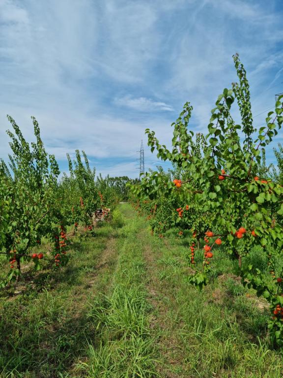 Zahrada ubytování Corte Bottura agriturismo