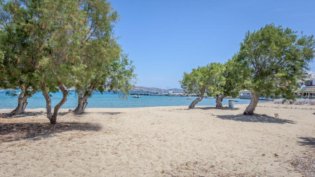 a group of trees on a beach with the water at Armenakishouses in Pollonia