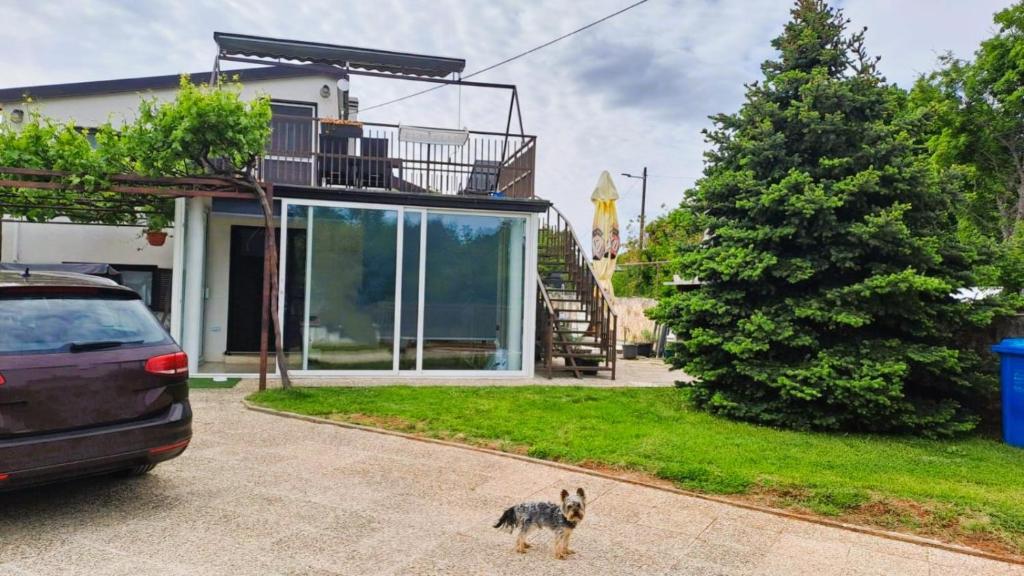 a dog standing in the driveway of a house at Andrija Apartment in Krnica