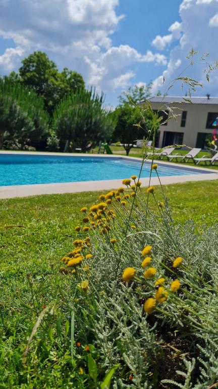 un montón de flores amarillas en el césped cerca de una piscina en Quinta Paúl de Baixo, en Guimarães