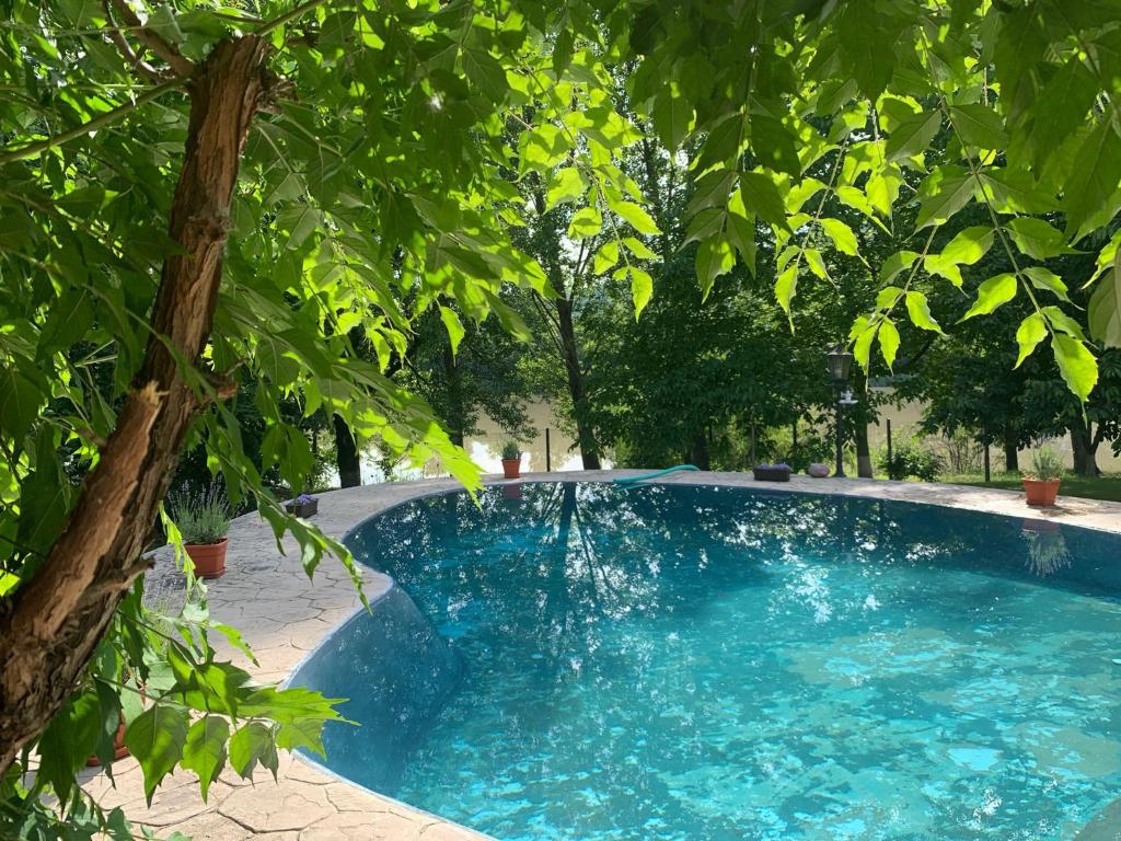 una piscina con un árbol delante en Casa de pe lac Fedelesoiu , en Râmnicu Vâlcea
