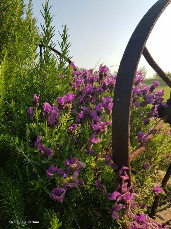 A garden outside Bed & Breakfast Montesterlino
