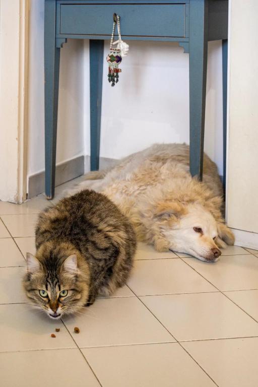 Domácí mazlíčci ubytovaní s hosty v ubytování A Casa Da Mami