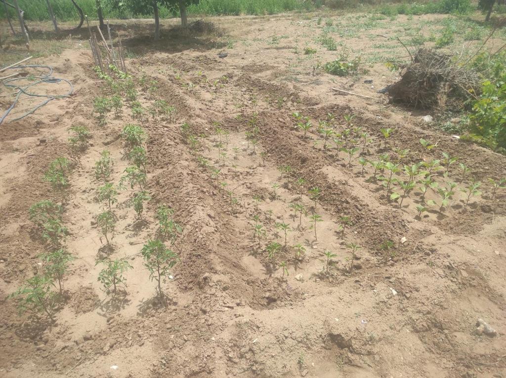 una strada sterrata con alcune piante in un campo di Mavikent 