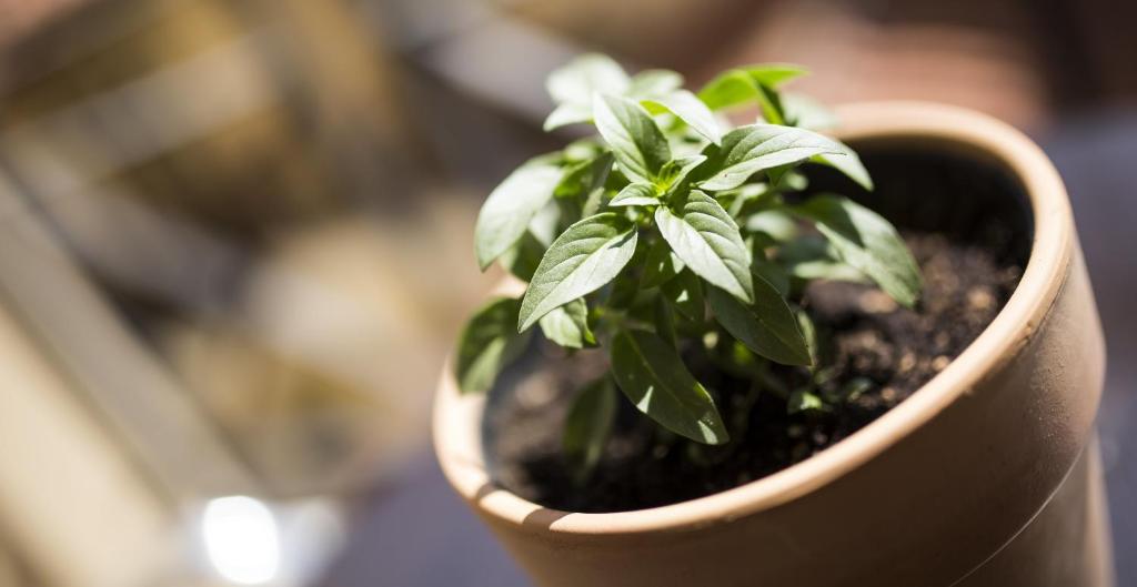 Hotel Meteoritis - Resim 39